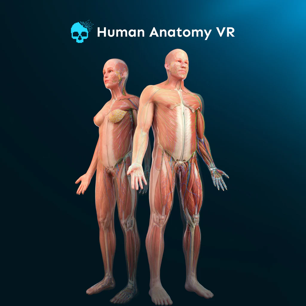 Human Anatomy VR
